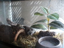 Western Toad setup