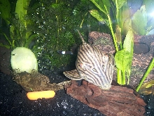 My Royal Pleco and Bushnose