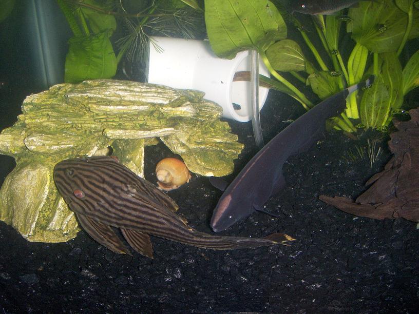 Royal Pleco and Black Ghost Knife