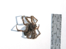 Michigan spider top - unknown