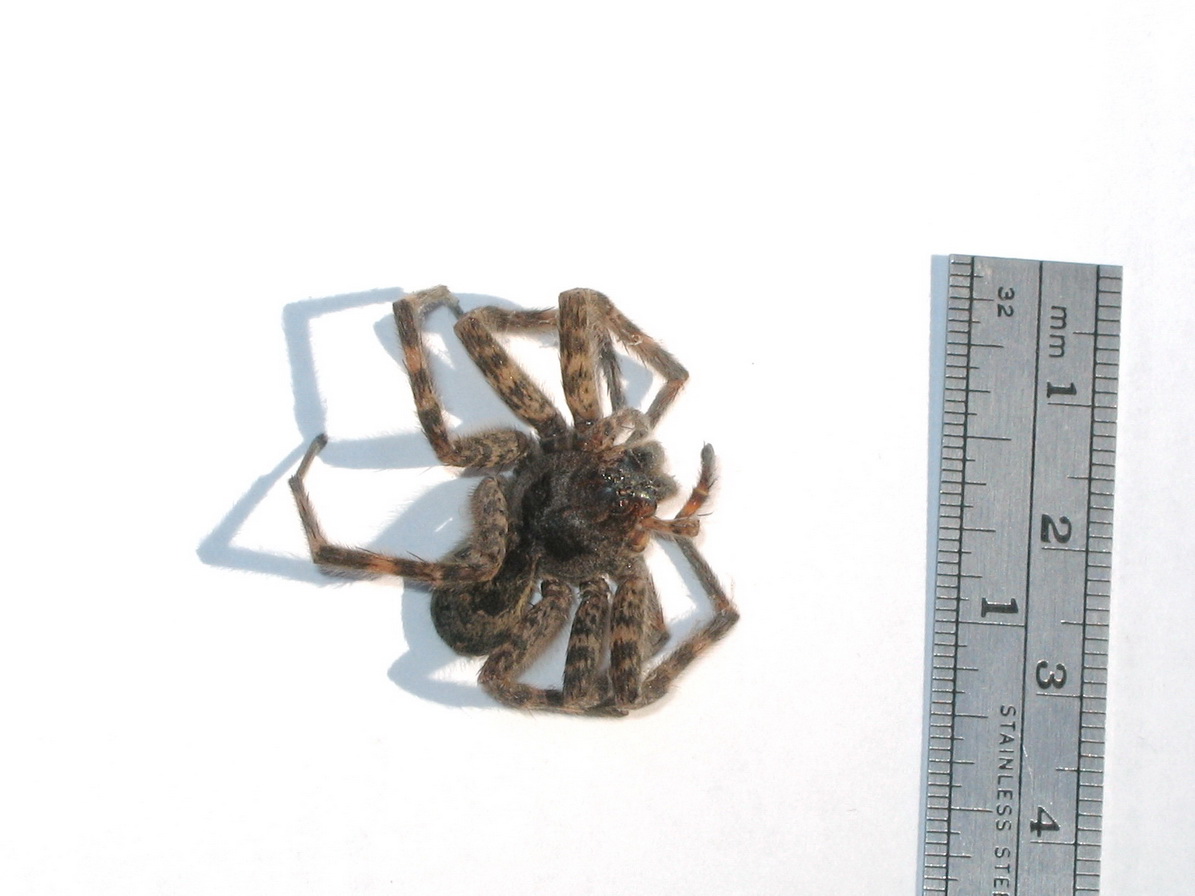 Michigan spider top - unknown