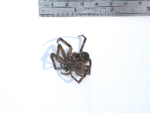 Michigan spider underside - unknown