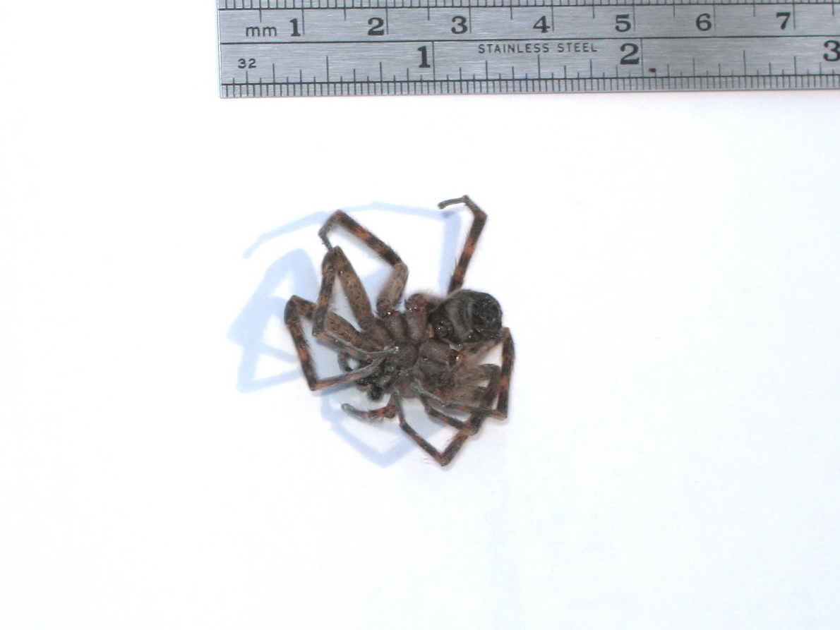 Michigan spider underside - unknown