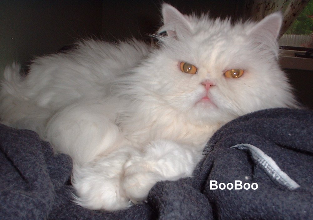 booboo