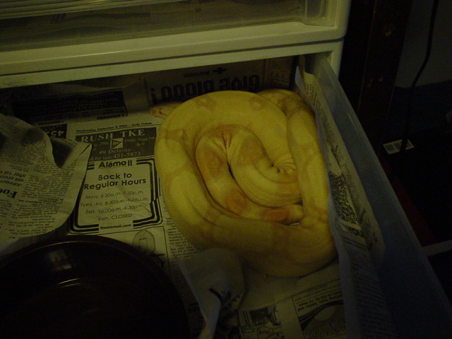Albino female