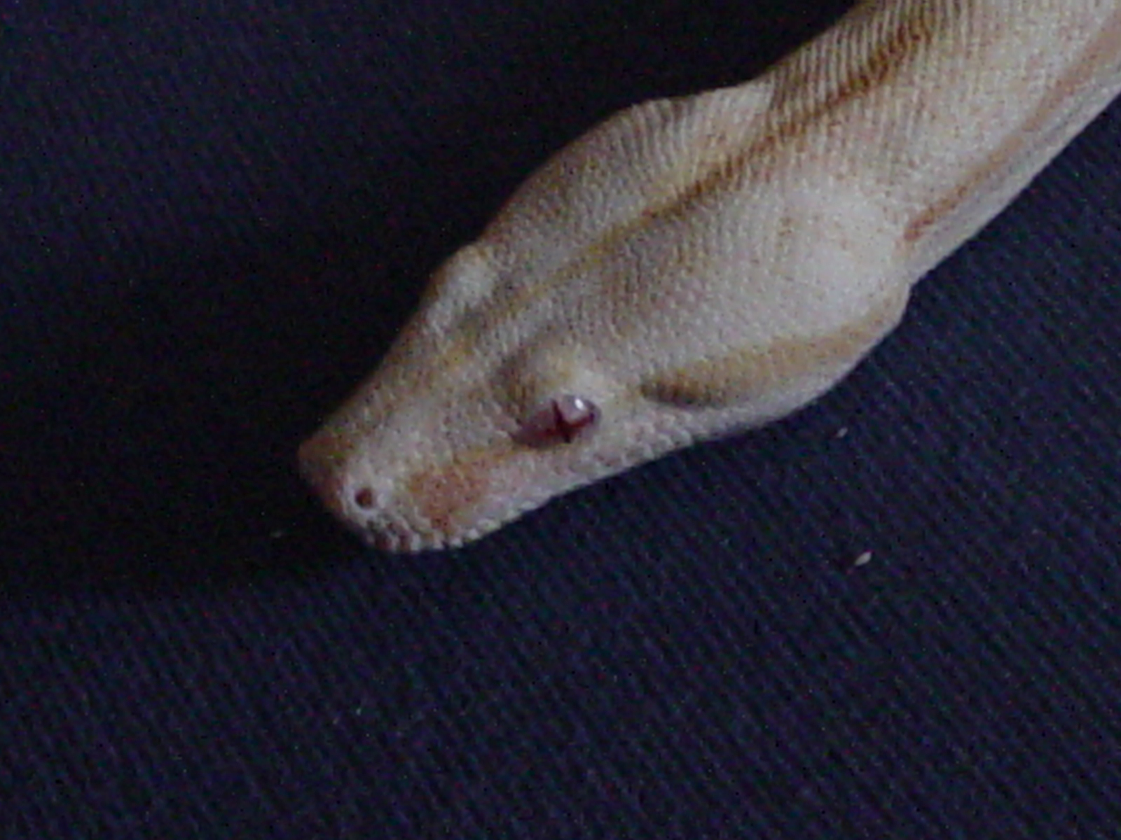Head Shot