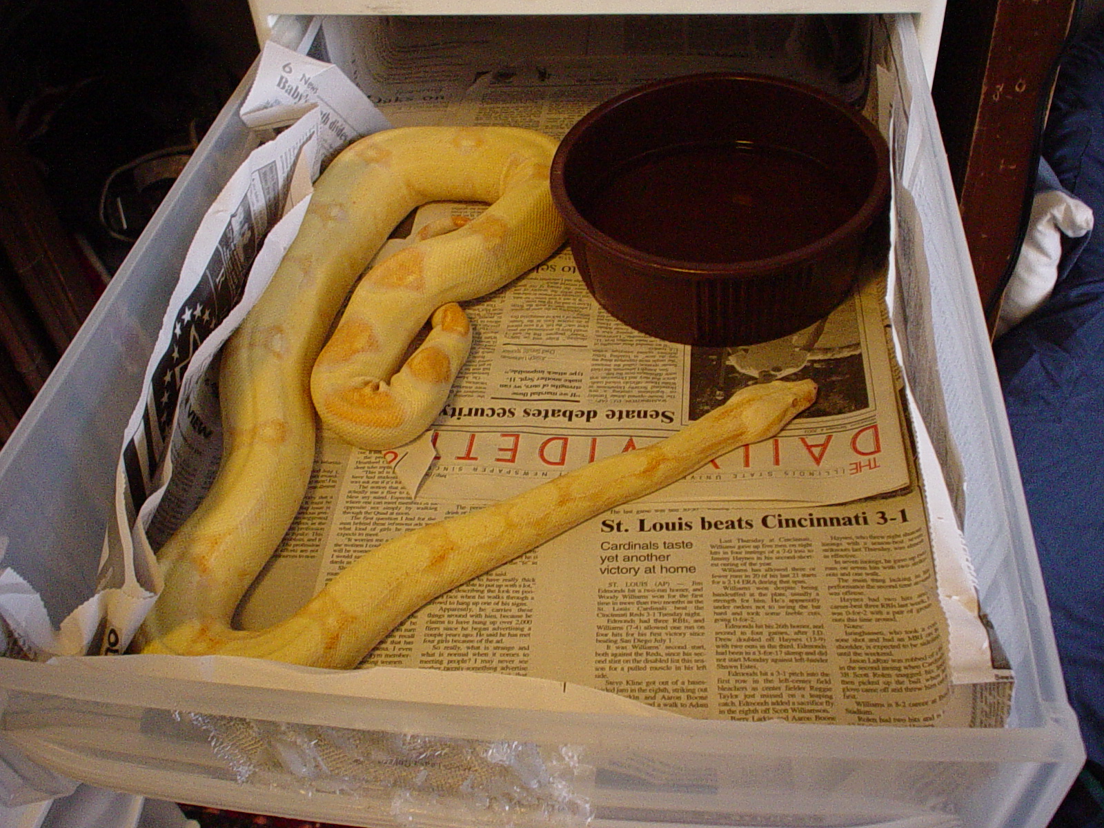 Albino Female