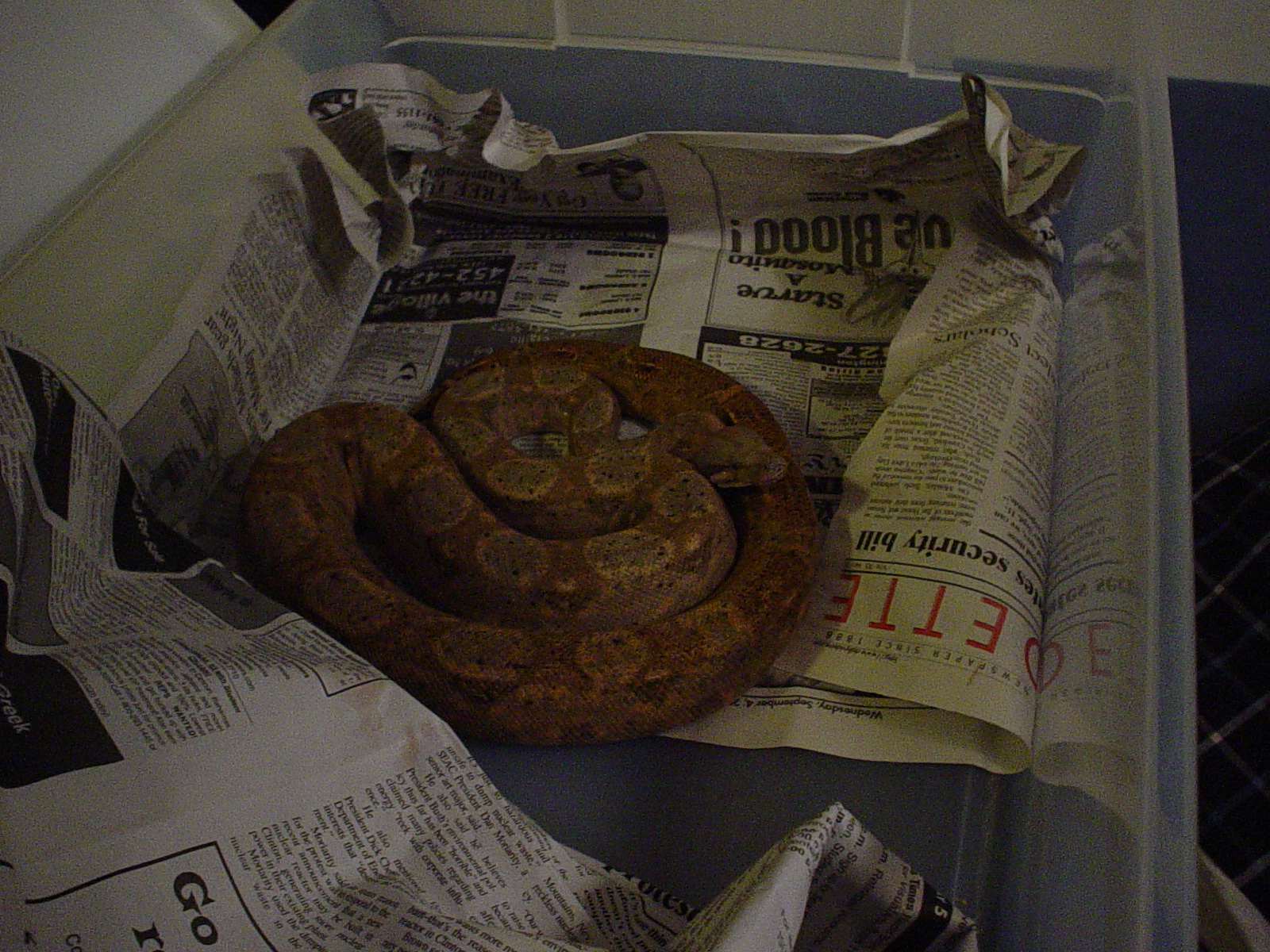 Hogg Island Boa