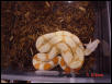 albino boa