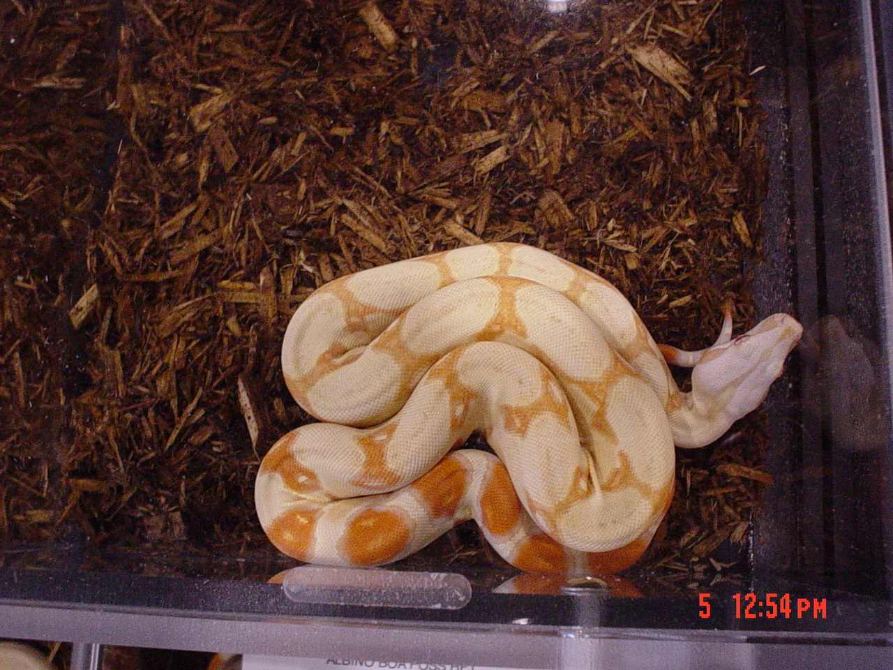 albino boa