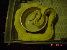 Albino Boa