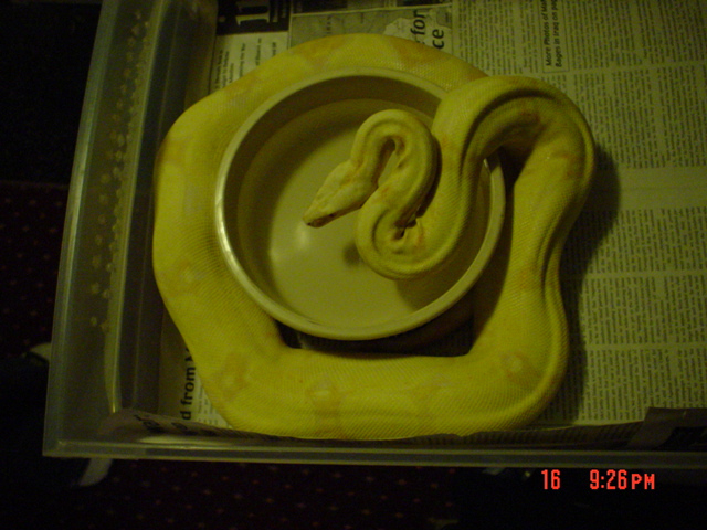 Albino Boa