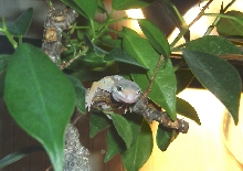 Hangin out in the Bonsai Tree