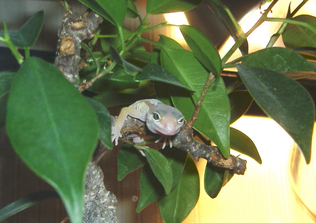 Hangin out in the Bonsai Tree