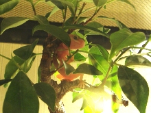 Leucistic Albino Leopard Geckos