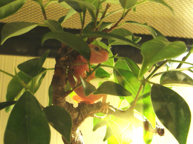 Leucistic Albino Leopard Geckos