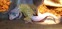 My First 3 Reptiles, My cherry has been popped