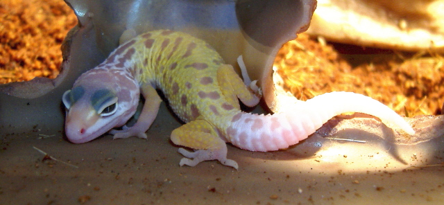 My First 3 Reptiles, My cherry has been popped