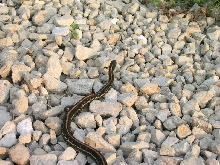 Garter Snake