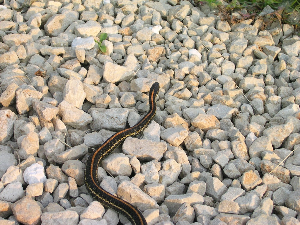 Garter Snake