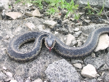 Garter