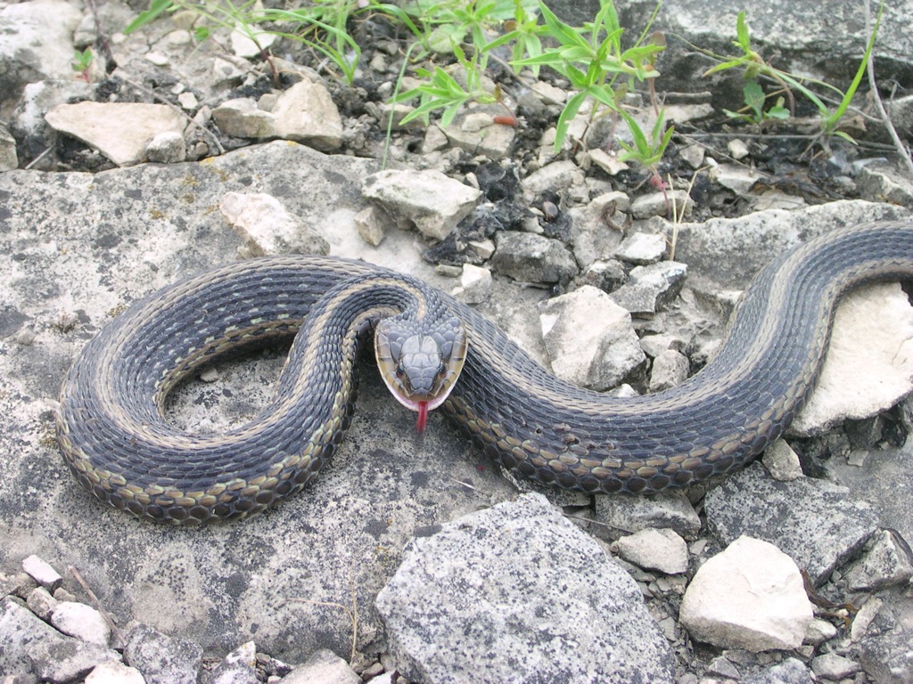 Garter