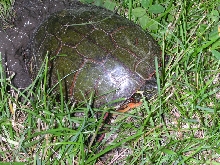 Laying Eggs