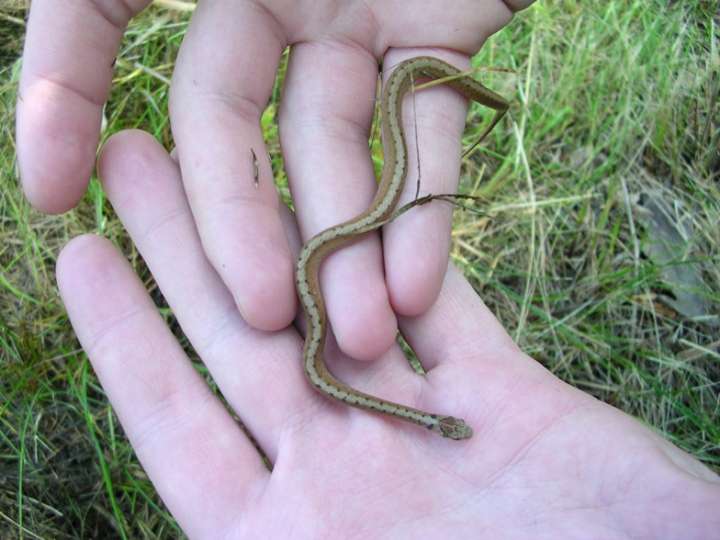 Brown Snake
