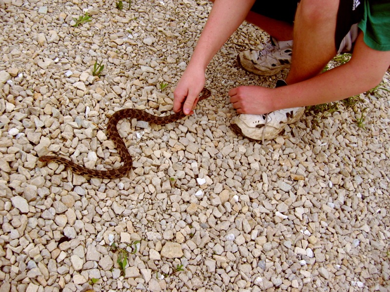 Fox Snake