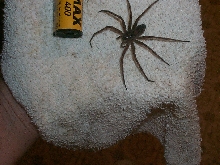House Spider??