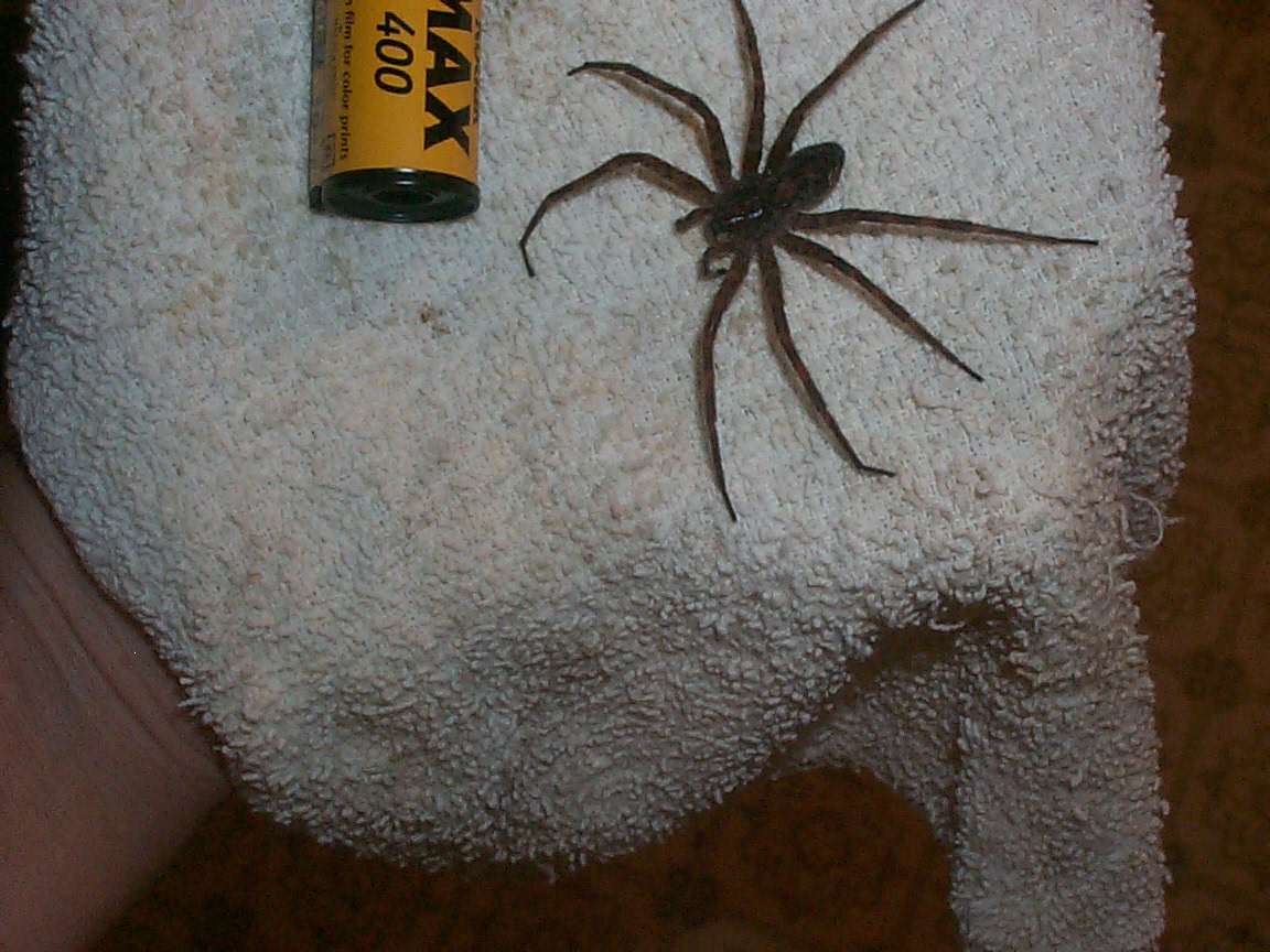 House Spider??