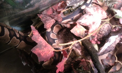Dragon 2
