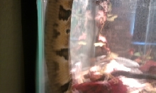 Dragon 3