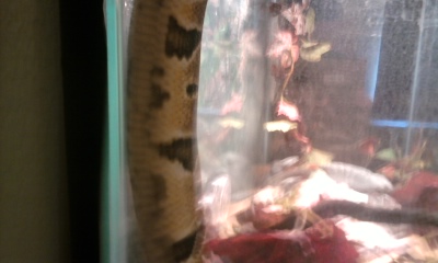 Dragon 3