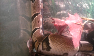 Dragon 4