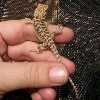 Hatchling sibling to Baby Girl