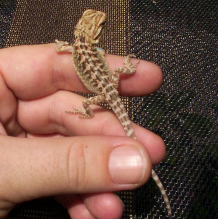 Hatchling sibling to Baby Girl