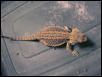 7 mo old female holdback