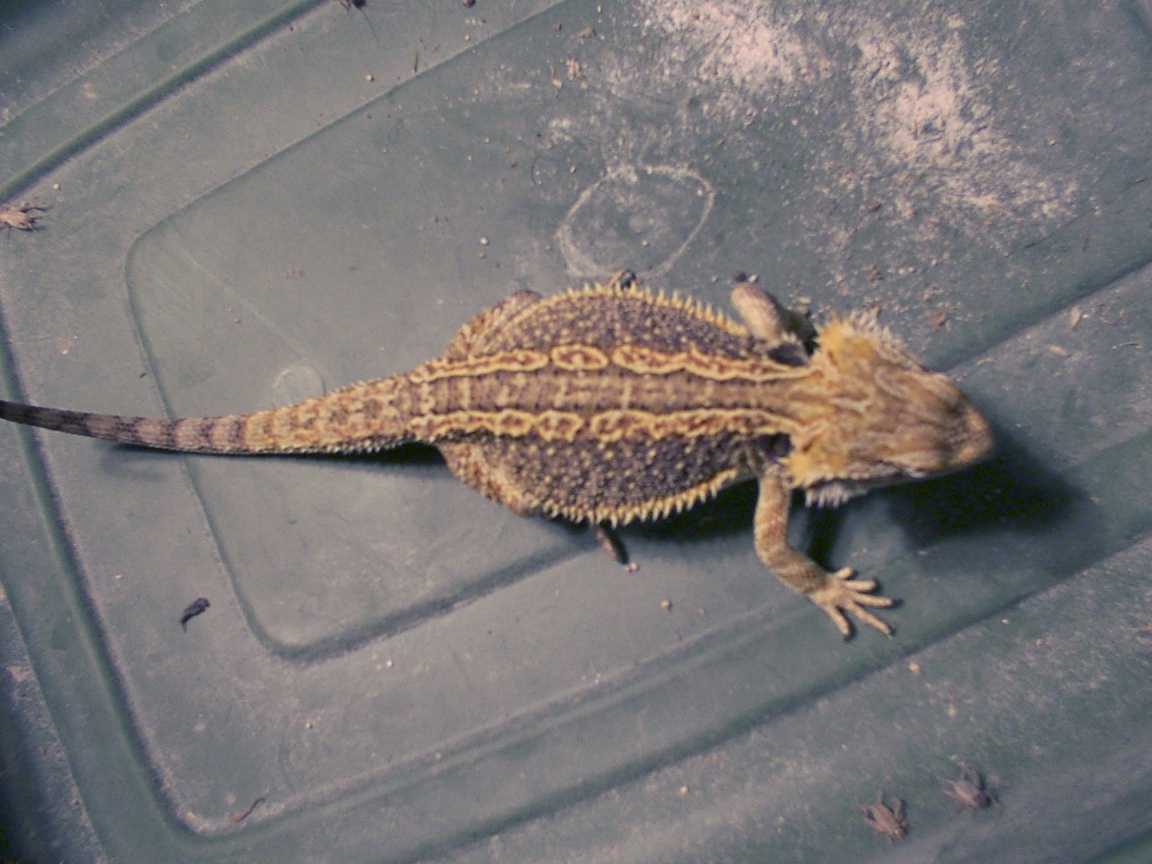 7 mo old female holdback