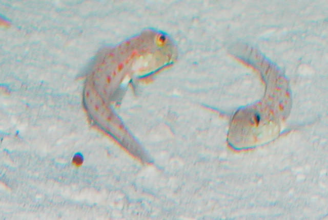 Saltwater - Austin Aquariums
