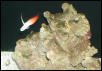 Saltwater Photos