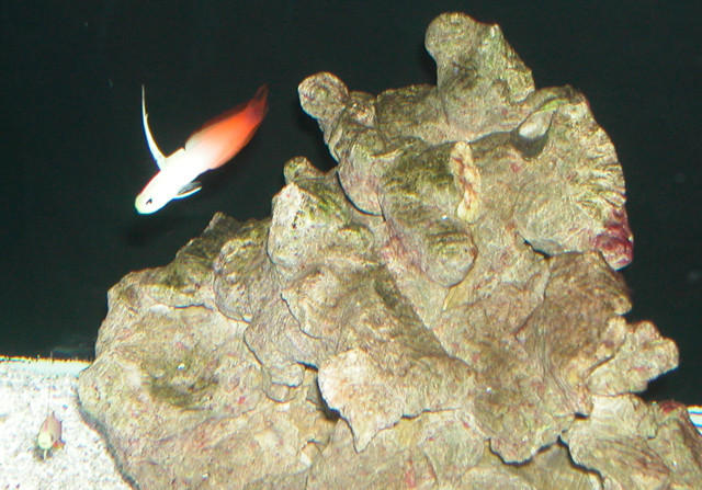 Saltwater Photos