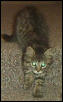 Green Eyes