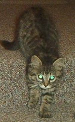 Green Eyes