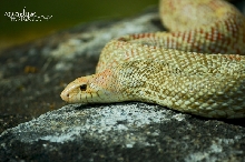 My Prize Bullsnake