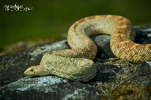 My Prize Bullsnake