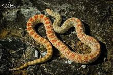 My Prize Bullsnake
