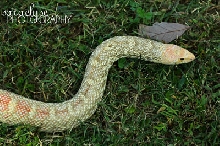 My Prize Bullsnake