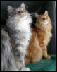 Mother & Son