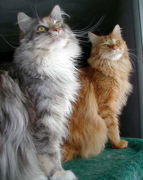 Mother & Son